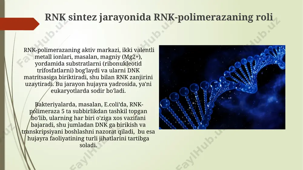 rnk polimerazaning tuzilishi - Page 4