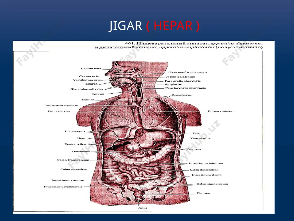 tki kovak venaning egati (sulcus venae cavae) yotadi. o’ng va chap sagittal egatlar o’zaro ko’ndalang egat-jigar darvozasi(porta hepatis) vositasida qo’shiladi. jigar darvosidan jigarning darvoza venasi, jigarning xususiy arteriyasi va nervlar kiradi. jigardan esa jigar o’t yo’li va limfa tomirlar chiqadi. jigarning visseral yuzasida o’ng bo’lakdan kvadrat va dumli bo’laklar ajratiladi. kvadrat bo’lak (lobus quadratus) jigar darvozasi oldida o’t pufagi chuqurchasi va yumaloq boylam yorig’i o’rtasida, dumli bo’lak (caudatus) jigar darvozasining orqasida, pastkikavak venaning egati va vena boylami joylashgan yoriq o’rtasida joylashgan. bu bo’lakning ikkita o’simtasi bo’lib, birinchisi dumli o’simta(processus caudatus) o’ng bo’lakka birikkan. ikkinchisi so’rg’ichsimon o’simta ( processus papillaris) oldinga yo’nalib igar darvosiga tegib turadi. jigarning visseral yuzasida ichki azolarning tegib turishidan botiqliklar hosil bo’lgan. uning chap bo’lagidan oshqozon botig’i (impressio renalis), undan chaproqda o’ng buyrak usti bezi botig’i (impressio suprarenalis), pastki qirraga yaqinroqda chambar ichak botig’i (impresio colica) joylashgan. jigarning azolarga qaragan yuzasida o’ng buyrakka (lig, hepatorenale), 12barmoq ichakka-lig, …