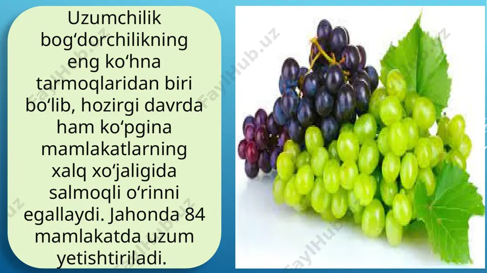 amedovlar tomonidan yaratilgan. tupi kuchli o‘sadi. guli ikki jinsli. uzum boshi o‘rtacha, yumaloq, 500—600 g keladi. chingil va g‘ujumlari o‘rtacha tig‘iz. mevasi yirik, ko‘kish-qora rangda. e’tiboringiz uchun rahmat image1.jpeg image2.jpeg image3.jpeg image4.jpeg image5.jpeg image6.png image7.jpeg image8.png image9.png image10.png image11.jpeg image12.jpeg image13.jpeg image14.jpeg /docprops/thumbnail.jpeg