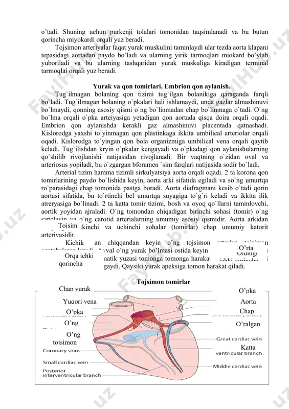 n keyin o’ng tojsimon arteriya tojsimon egatchalarga kiradi. avval o’ng yurak bo’lmasi ostida keyin o’ng yurak chegarasi atrofida yurak diafragmatik yuzasi tomonga tomonga harakat qiladi. u orqa ichki qorincha tarmog’ida tugaydi. qaysiki yurak apeksiga tomon harakat qiladi. oldingi ichki qorincha tarmog’i katta yurak venasi o’ralgan tarmoq chap tojsimon arteriya aorta o’pka venalari o’ng tojsimon arteriya o’ng yurak bo’lmasi o’pka arteriyasi yuqori vena chuqurligiu chap yurak bo’lmasi tojsimon tomirlar o’rta yurak venasi orqa ichki qorincha tarmog’i kichik yurak venasi tojsimon sinus qorincha kichik hajmda va bir-biriga mos ravishda qon haydaydi, ya’ni o’pka stvoli va aortaga haydaydi. qorincha miokardining siqilishi, ya’ni doimiy takrorlanadigan bifasik yurak siklida sistola deyiladi, bo’shashish holati diastole deyiladi. yurak klatin tekisligi xorda paylari areks yurak bo’lmasi arteria qorincha klapini g’uddacha muskuli yarim oysimon klapin qorincha yurakning har-xil harakatdagi soddalashtirilgan ko’rinishi - sistola - diastole - qisqarish bosqichi -bo’shashish fazasi - chiqish bosqichi -to’ldirish fazasi aortaning pastga tushuvchi qismi …