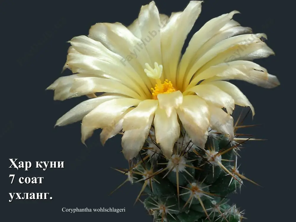 ҳаётимизни яхшилашнинг олтин қоидалари - маслаҳатлар - Page 4
