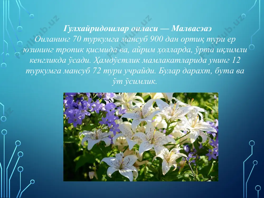 ва) туркумининг 125 тури маълум. ўзбекистонда унинг бефарқ тугмачагул (м. неглеcта), мовритон тугмачагули (м. мауритана), ўрмон тугмачагули (м. силвестрис), бухоро тугмачагули (м. бучариcа) сингари турлари суғориладиган баҳорикор ерларда, экинзорларда, боғларда тарқалган. баобабдошлар оиласи бомбаcаcэаэ оиланинг 140 тури ер юзининг тропик ўлкалари, африка ва американинг серёмғир тропик ўрмонларида кенг тарқалган. гул тузилишига кўра, гулхайридошлар оиласига яқин. лекин гултож барглари туклар билан қопланган. бу оиланинг 50 туркумига мансуб 600 тури, асосан, тропик иқлимли минтақада тарқалган дарахт ўсимлиги. оиланинг жанубий ва марказий америка ҳамда мексикада тарқалган 15 га яқин ўсимлик турини ўзида бирлаштирувчи тҳеоброна туркуми тавсифга лойиқ. шоколадгулдошлар оиласи стерcулиаcэаэ кола (cола аcумината) ғарбий африкада кенг тарқалган дарахт. уруғининг таркибида колатин, кофеин, теобромин деб аталадиган алкалоидлар бор. бу алкалоидлар кишининг ишлаш қобилиятини ошириши инобатга олиниб ундан “кола”, “кока кола” деб аталувчи ичимлик тайёрланади. фойдаланилган адабиётлар: буригин в. а., жонгуразов ф. х. ботаника. тошкент, “ўқитувчи”, 1977. курсанов а. ва бошқалар. ботаника. тошкент ўрта ва …