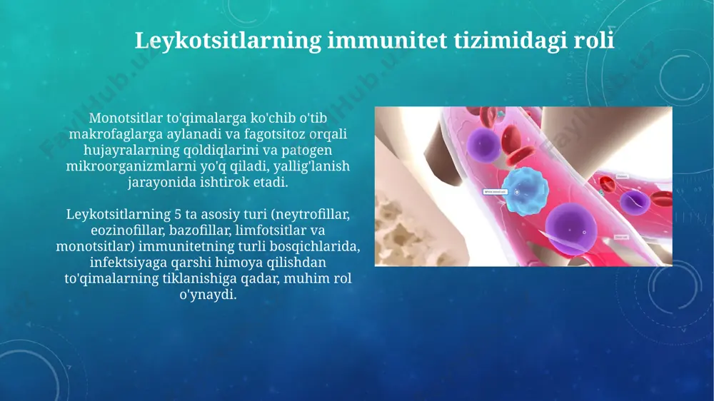 alliklarini aniqlashga yordam beradi. leykotsitlarning infektsiyalarga javobi t-limfotsitlar, antijen taqdim qiluvchi hujayralar bilan o'zaro ta'sirlashuvi orqali, infektsiyaga qarshi hujayra vositachiligidagi immunitet reaksiyasini boshlaydi, bu jarayon o'rtacha 7 kun davom etadi. leykotsitlar, bakteriyalarni fagotsitoz qilish jarayonida, 1 soat ichida 100 ga yaqin bakteriyalarni yo'q qila oladi, bu esa yallig'lanish reaksiyasining tezkor boshlanishiga olib keladi. leykotsitlarning yallig'lanishdagi ishtiroki eozinofillar yallig'lanishda allergik reaksiyalar va parazit infektsiyalarini nazorat qilishda muhim rol o'ynaydi, ularning soni periferik qonda yallig'lanish darajasining ko'rsatkichi bo'lib xizmat qiladi. leykotsitlar, xususan neytrofillar, yallig'lanish joyiga 1-6 soat ichida yetib boradi va faol fagotsitoz orqali patogenlarni yo'q qiladi, bu yallig'lanishning dastlabki bosqichini belgilab beradi. limfotsitlarning turlari: nk-hujayralar nk hujayralari, sitotoksik granulyalarni o'z ichiga olgan, 5-10% limfotsitlarni tashkil qilib, virusli infektsiyalar va saraton hujayralariga qarshi birinchi mudofaa liniyasi hisoblanadi. ularning faollashuvi uchun aniq antijenlarni tan olish talab qilinmaydi, aksincha, stressli yoki o'zgargan hujayralardagi o'ziga xos bo'lmagan molekulalarni aniqlaydi, shu bilan tug'ma immunitetga hissa qo'shadi. …