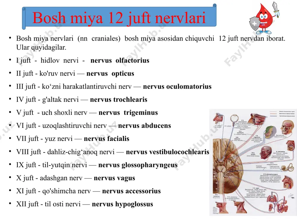 ochlearis) ko'z olmasining ustki qiyshiq mushagi ustidan o'tib, burun ildizi, peshonani pastki qismi, ustki qovoq, ko'zning medial burchagi terisini va kon'yunktivani innervatsiya qiladi. uch shoxli nerv (n. trigeminus) 3. burun-kiprikli nerv (n.nasociliaris) ko'zning medial to'g'ri vaustki qiyshiq mushaklari o'rtasidan yo'nalib quyidagi shoxlarga bo'linadi: a) oldingi g'alvirsimon nervlar (nn. ethmoidales anterior) burun bo'shlig'i va peshona suyagi bo'shligi shilliq pardasiga. b) burun shoxlar (rr. nasalis) burun bo'shlig'i oldingi qismi shilliq pardasiga.d) 2-4 tauzun kipriksimon nervlar (nn. ciliares longi) oldinga tomon yo'nalib ko'z olmasining oqliq va tomirli pardasiga boradi. e) g'altak osti nervi (n. infratrochlearis) ustki qiyshiq mushak ostidan o'tib ko'zni ichki burchagi pastki qovoq va burun ildizi terisini innervatsiya qiladi. uch shoxli nerv (n. trigeminus) orqa g'alvirsimon nervlar (nn. ethmoidales posterior) g'alvirsimon katakchalar va ponasimon suyak bo'shlig'i shilliq qavatini innervatiya qiladi. uning shoxi r.meningeus anterior bosh miya qattiq pardasini innervatiya qiladi. g) qo'shuvchi shox (r. communicans ciim ganglion ciliare) sezuvchi tolalardan iborat …