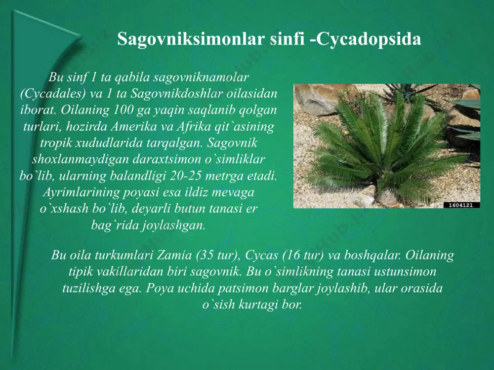 n biri qirqbo`g`imsimon efedra (e.eqvisetina) hisoblanadi. qizilchasimonlar sinfi 3 ta qabilaga bo`linadi: ginkgosimonlar sinfi -ginkgoopsida bu sinf 1 ta ginkgonomalar (ginkgoales) qabilasini va 1 ta ginkgodoshlar oilasini o`z ichiga oladi. uning hozirgi davrda ma`lum bo`lgan yagona vakili ikki bo`lak bargli ginkgo (ginkgo biloba) hisoblanadi. bu o`simlik yovvoyi holda faqat xitoyning sharqiy- janubiy qismida uchraydi. ginkgo biloba xi asrdan boshlab xitoy va yaponiyada hosiyatli o`simlik sifatida diniy madrasalar qoshida o`stirilgan. xviii asrda evropa va amerikaga olib kelib botanika bog`larida o`stirilgan. respublikamizning hududida toshkent, samarqand, andijon kabi shaharlarida ham manzarali o`simlik sifatida ekilgan. uning bo`yi 30-40 m.ga etadigan daraxt. bargi bandli, barg yaprog`i elpigichni eslatadi. ginkgo ikki uyli o`simlik, otalik va onalik qubbachalari alohida tuplarda rivojlanadi. bu o`simlik qazilma holda zarafshon, xisor, toglaridan topilgan. qarag`aysimonlar sinfi -pinopsida bu sinf 2 ta sinfchaga bo`linadi: 1.kordaitkabilar sinfchasi – cordaitidae. 2. qarag`aykabilar sinfchasi – pinidae. kordoitkabilar sinfchasi. bu sinfcha 1 ta qabila kordoitnomalar (cordaitales), va …