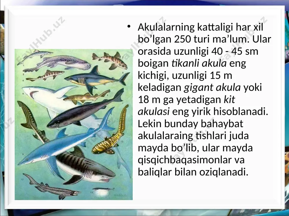 tog`ayli baliqlar sinfi –chondrichthyes - Page 4