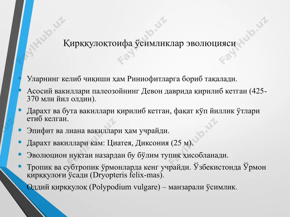 ): 1. аневрофитсимонлар (aneurophytopsida); 2. археоптериссимонлар (archaeopteridopsida); 3. кладоксилонсимонлар (cladoxylopsida); 4. зигоптериссимонлар (zigopteridopsida); 5. офиоглоссимонлар (ophioglossopsida); 6. мараттиясимонлар (marattiopsida); 7. полиподиумсимонлар (polypodiopsida). классификацияси 1 дан 4 синфгача қирилиб кетган. аневрофитсимонлар энг қадимги қирққулоқлар. девон ўрталарида. риниофитларга яқин. оралиқ. археоптериссимонлар девон охиридан карбоннинг бошларигача ўсган. игнабарглиларга ўхшаш. кладоксилонсимонлар юқоридагилар билан параллел ўсган. зигоптериссимонлар девон охиридан бошлаб пермгача ўсган. бирорта вакили етиб келмаган. 5. офиоглоссимонлар (ophioglossopsida) синфи палеозойда ўсган. археоптериссимонларнинг тенг спорали вакилларидан к\ч. камбий қавати бўлган, барглари гажаксимон ўралмаган. асосан кўп йиллик ўтлар. айрим тропик вакиллари эпифит. спорофити серэт, механик тўқима ривожланмаган. илдизпояси қисқа бўғимли, баъзан дихотомик шохланган. қабила: офиоглоссумнамолар (ophioglossales). оила: офиоглоссумдошлар (ophioglossaceae). 1 туркум. ботрихиум (botrichium). 2 туркум. офиоглоссум (ophioglossum). 3 туркум. хелминтостахис, чувалчангбошоқ (helminthostaghys). асосий тури: оддий илонтили (o. vulgatum). барги 2 га айрилган: бирида спорангийлар жойлашган. 6. мараттиясимонлар (marattiopsida) синфи қабила мараттиянамолар (marattiales). оила мараттиядошлар (marattiaceae). 7 та туркум ва 100 дан ортиқ турлар мавжуд. тропик ва …