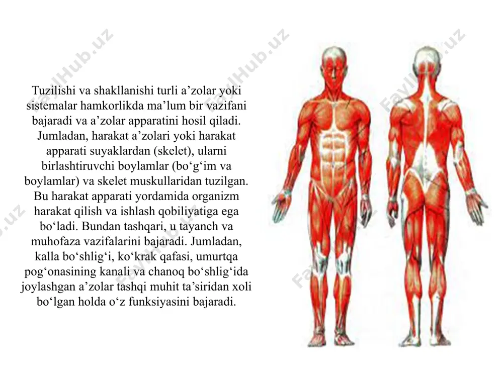 nlik, yuvenil (yoshlik), yetuk, koʻpayish va qarilik davrlariga boʻlinadi. ontogenez davrida oʻsimliklar hujayralari, toʻqimalari va organlarining strukturaviy va funksional ixtisoslashuvi yuz beradi; oʻsimliklar turli qismlarining oʻzaro taʼsiri murakkablashib boradi; yaxlit sistema sifatida butun bir organizm yoshga oid qaytmas oʻzgarishlar paydo qiladi. ontogenezda oʻsimliklarning bir butunligi fitogormonlar, shuningdek, har xil organlar, mas, fotosintez qiluvchi organ — barglar bilan suv va mineral moddalarni shimuvchi ildiz oʻrtasida metabolitlar almashinuvi orkali taʼminlanadi. ontogenez davomida oʻsimlik oʻsadi va rivojlanadi. oʻsish oʻsimlikning boʻyiga ortishi, yaʼni miqsoriy oʻzgarishi boʻlsa, rivojlanish sifat oʻzgarishidan iborat. koʻpchilik oʻsimliklar yopishib yashashi tufayli ular ontogenezi koʻp jihatdan tashqi muhit sharoitiga bogʻliq. oʻsimliklarda muhitning noqulay omillariga turli xil moslanishlar (tinim holati, fotoperiodizm va boshqalar) paydo boʻlgan. shu tufayli ular faoliyatining faol davri yilning eng qulay fasliga toʻgʻri keladi.[1] ontogenez va filogenez orasidagi boglanishlar. xordalilar tipining har hil sinflari va turlari vakillarining homilalari rivojlanishi bosqichlarini solishtirib o‘rganish natijasi k.ber homilalar o‘xshashligi qonunini kashf etdi …