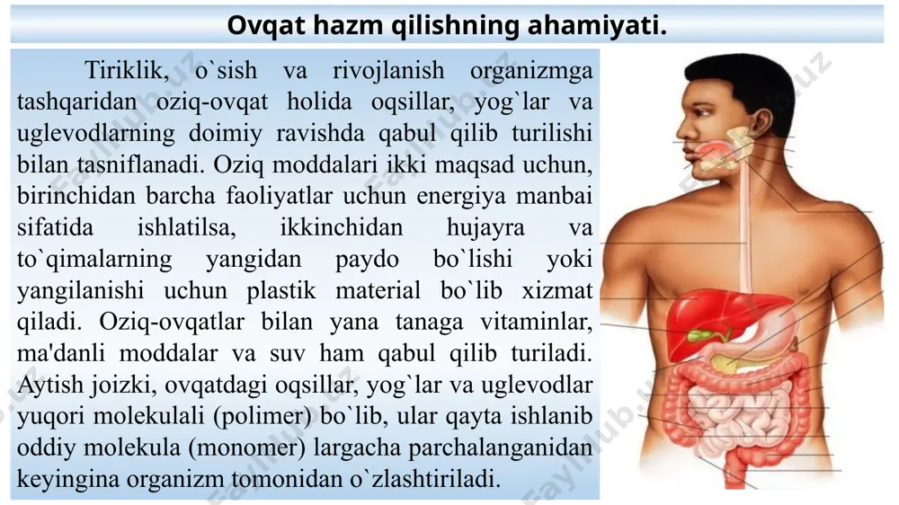 anadi. og`iz bo`shlig`i (undagi til, tishlar hamda so`lak bezlari bilan) qizilo`ngach, me'da (oshqozon), ingichka ichak (o`n ikki barmoq ichak, och ichak, yonbosh ichak), yo`g`on ichak (ko`richak, chambar ichak, to`g`ri ichak), jigar va undagi o`t pufagi, me'da osti bezi kabi qismlardan iborat. hazm a'zolari og`iz bo`shlig`ida ovqatni hazm bo`lishi. hazm yo`li og`iz bo`shlig`idan boshlanadi. ovqat iste’mol qilish va chaynashda til ishtirok etadi. u harakatchan muskulli organdir. og`iz bo`shlig`ida ovqat so`lak bilan ho`llanadi, bu so`lakni bir talay mayda va uch juft yirik so`lak bezlari: quloq oldi, til otsi va jag` osti so`lak bezlari ishlab chiqaradi. har xil ovqatga chiqadigan so`lakning tarkibi va miqdori bir xil emas. masalan, quruq ovqatga bir talay so`lak chiqsa, go`shtga yopishqoq so`lak chiqadi. og`iz bo`shlig`ida ovqat tishlar yordamida mexanik maydalanadi. bunda tishlarni ahamiyati katta. so`lakni ovqatga mexanik ta'sir ko`rsatishi bilan bir qatorda undagi ba'zi fermentlar oziq moddalarni parchalashda ishtirok etadi. so`lakda bo`ladigan ptialin fermenti ta'sirida kraxmal avval maltozaga, …