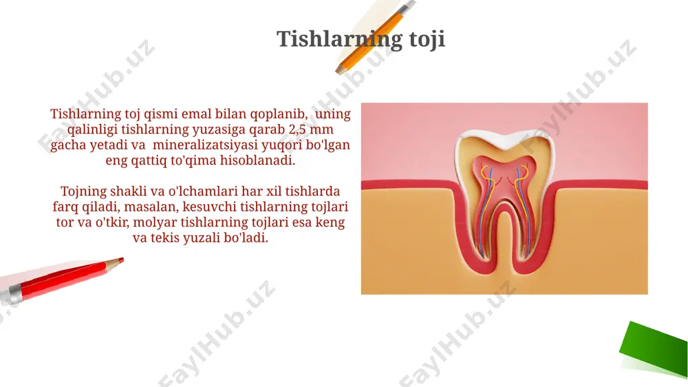 ichki tuzilishi tishlar pulpa bo'shlig'ini o'z ichiga oladi, bu erda 1-4 ta asosiy kanallar va ko'plab nozik lateral kanallar mavjud bo'lib, ularning soni va joylashuvi har xil bo'lishi mumkin. dentin, tishning asosiy qismi, 70% dan ortiq mineral tarkibiga ega bo'lib, hidroksiapatit kristallarining murakkab tarmog'idan iborat. tishlarning bo'yni bo'yin sohasidagi emal yupqalashadi va bu joyda kariyes kasalligi tezroq rivojlanishi mumkin, shuning uchun parvarishga alohida e'tibor berish kerak. tishlarning bo'ynida gingiva birikadi va periodantal ligament orqali alveolyar suyakka mahkamlanadi, bu tishlarning mustahkamligini ta'minlaydi. e'tiboringiz uchun rahmat @taqdimot_robot image2.png image1.png image5.jpg image6.jpg image7.jpg image8.jpg image9.jpg image10.jpg image11.jpg image12.jpg image13.jpg image14.jpg image15.jpg image16.jpg