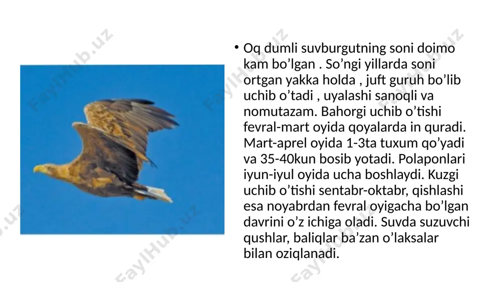 oq dumli suv burgut - Page 5