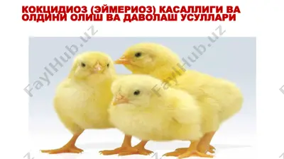 кокцидиоз (эймериоз) касаллиги ва олдини олиш ва davolash usullari — PPTX