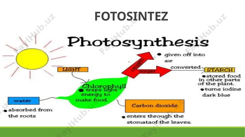 2p → ½o 2 + nadp h 2 + 2atp siklik elektron tashish deb atalmish fotosintezning siklik bo'lmagan yorug'lik fazasi. yana bor nadp qisqarishi sodir bo'lmaganda siklik elektron tashish. bunday holda, i fototizimidagi elektronlar atp sintez qilinadigan tashuvchi zanjirga o'tadi. ya'ni, bu elektron tashish zanjiri elektronlarni ii emas, i fototizimdan oladi. birinchi fototizim, xuddi siklni amalga oshiradi: chiqarilgan elektronlar unga qaytadi. yo'lda ular energiyaning bir qismini atp sinteziga sarflaydilar. yorug'lik fazasida sodir bo'ladigan reaktsiyalar fotosintezning yorug'lik bosqichi boshlanishi uchun zarur shart - bu quyosh nurining mavjudligi. hammasi yorug'lik fotoni xlorofillga (xloroplastlarda) tegishi va uning molekulalarini hayajonlangan holatga o'tkazishi bilan boshlanadi. buning sababi shundaki, pigment tarkibidagi elektron yorug'lik fotonini ushlab, yuqori energiya darajasiga o'tadi. keyin bu elektron tashuvchilar zanjiridan o'tib (ular xloroplast membranalarida o'tirgan oqsillar) atp sintez reaktsiyasiga ortiqcha energiya beradi. atp juda qulay energiya saqlash molekulasidir. bu yuqori energiyali birikmalarga tegishli - bu gidroliz paytida ko'p miqdorda energiya ajralib chiqadigan …