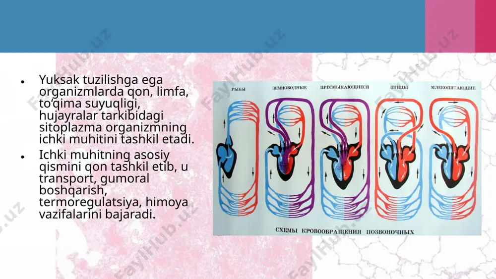 temasining evolutsiyasida asosan 3 ta bosqich ko‘zga tashlanadi. yurakning paydo bo‘lishi va yurak kameralari sonining ortishi. qon aylanishining ikkita – katta va kichik doirali bo‘lishi. yurakning chap arterial va o‘ng venoz bo‘laklarga ajralishi. evolutsiyaning quyi bosqichlarida qon hujayralarining xilma-xilligi ko‘proq kuzatiladi. tabiiy tanlanish natijasida sutemizuvchilarda bu xilma-xillik kamayadi va qon hujayralarining eng asosiy shakllarigina saqlanib qoladi. shunday qilib, qon aylanish sistemasi evolutsiyasida qon hujayra lari ning takomillashishi qon shaklli elementlari tuzilishi va funksiyasining o‘zgarishiga sabab bo‘lgan. image2.jpeg image3.jpeg image4.jpeg image5.jpeg image6.jpeg image7.jpeg image8.jpeg image9.jpeg image10.jpeg image11.jpeg image12.gif image13.gif image14.gif image1.jpeg