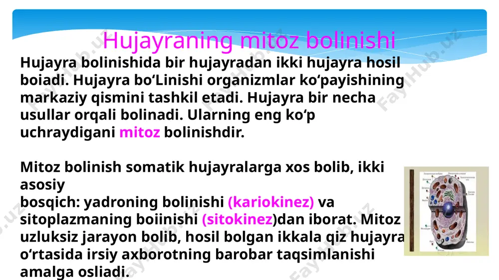 yiladi. agar sentromera xromosomani bir-biriga teng bolmagan ikki qismga ajratib tursa, u holda biroz teng boimagan — submetasentrik yoki haddan tashqari noteng yelkali — akrosentrik xromosoma, agar sentromera xromosomaning uchki qismiga yaqin joydan o ‘rin olsa ular telosentrik xromosomalar deyiladi. xromosomalar uchidagi tanachalar esa telomeralar deb ataladi. xromosomada asosiy sentromeradan tashqari ikkilamchi sentromera bolishi mumkin. lekin u xromosoma joyini o ‘zgartirishda qatnashmaydi. ko‘p hujayralarda uning o‘rnida yadrochalar shakllanadi. ba’zan xromosoma uchlarida uncha katta boimagan tanachalar — yoldoshlar joylashadi. bunday xromosomalar yoldoshli xromosomalar deyiladi qutbli va elektron mikroskopiya kabi tadqiqot metodlari xromosomalarning nozik tuzilishini o‘rganishga imkon yaratdi. har bir xromonema ikkita elementar yig‘indidan, ya’ni mikromolekular o‘lchamli birlamchi ipchalardan tashkil topadi. birlamchi ipcha diametri 30 a° ga teng. spirallashish ikki ko‘rinishda bo‘ladi. ularning biri mayda, ikkinchisi yirik bo‘ladi. xromosomalar uzunasiga bir-biridan farq qiluvchi qismlardan tashkil topgan. ayrim qismlar ko‘proq spirallashadi, boshqalari kam spirallashadi. spirallashgan qism to‘q rangda, kam spirallashgani och rangda bo‘ladi. …