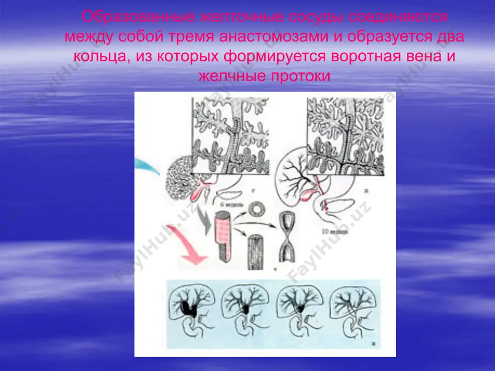 билиарные атрезии и кистозные трансформации желчевыводящих путей - Page 5