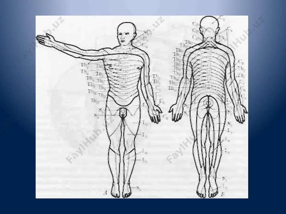 bosh miya juft nervlarining funktsional anatomiyasi - Page 5