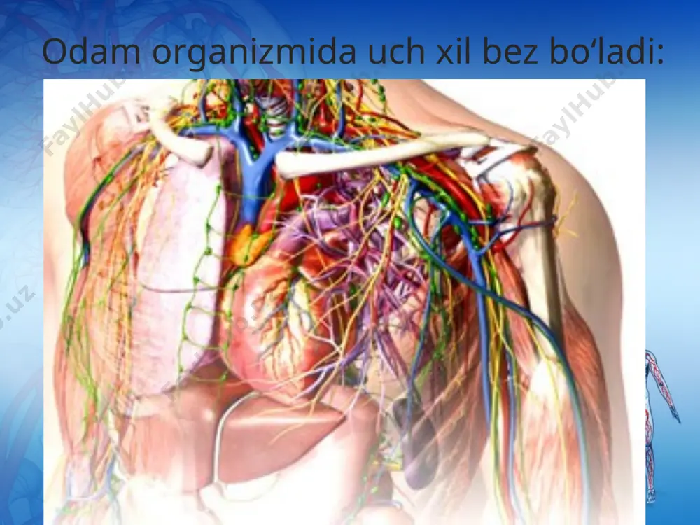 has bog‘liq. gipofiz bezi no‘xatsimon, massasi 0,5—0,6 g ga teng bo‘lib, bosh miyaning ostki sohasida, kalla suyagining turk egarchasi deb atalgan qismida joylashgan. gipofiz uch bo‘lakdan iborat: oldingi, oraliq va orqa bo‘laklar gipofizning oldingi bo‘lagidan somatotrop va boshqa xil gormonlar ajraladi. bu gormon bolalar va o‘smirlarning o‘sishini, rivojlanishini, organizmda oqsillar sintezlanishini boshqaradi. ba’zi sabablarga ko‘ra, bolalar va o‘smirlarda bu gormon ko‘p ishlab chiqarilsa, bo‘y me’yoridan ortiq o‘sib ketadi. bu holatga gigantizm, bunday odam esa gigant deb ataladi. agar bu gormon kamroq ishlab chiqarilsa, bo‘y o‘sishi sekinlashadi, bunday holga nanizm deyiladi (54- rasm). bunday bo‘yi past odam gipofizar pakana deyiladi. ularning bo‘yi past bo‘lsa ham aqliy faoliyati normal bo‘ladi. bo‘y o‘sishi to‘xtagan katta odamlarda somatotrop gormoni ko‘p ishlab chiqarilsa, akromegaliya kasalligi sodir bo‘ladi. bunda odamning burni, labi, iyagi, tili, qo‘l va oyoq panjalarining hajmi kattalashadi. shuni alohida ta’kidlash kerakki, gipofiz organizmdagi barcha ichki sekretsiya bezlarining ishini tartibga soluvchi hukmron bez bo‘lishi …