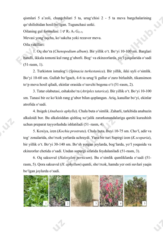 orako‘l qo‘ylari uchun muhim yem – hashak o‘simligi hisoblanadi. qolaversa ba’zilari oziq – ovqat sifatida ham ishlatiladi. torondoshlar (polygonaceae) oilasi; oilaning 61 turkumi ta va 1376 dan ortiq turi bo‘lib, ular shimoliy yarim shardan boshlab, tropik, subtropik hududlargacha tarqalgan. hayotiy shakli o‘t, ba’zan buta va daraxtlari ham mavjud. daraxtlari tropik o‘lkalarda tarqalgan. oilaning muhim belgisi: barg bandi poyada birlashgan yerida kengayib poyani o‘rab turuvchi, qin (rastrub) hosil qiladi. barglari oddiy, poyada ketma-ket joylashgan. gullari aktinomorf, ikki yoki bir jinsli. gulko‘rg‘oni oddiy kosachasimon yoki tojsimon. hasharotlar yordamida changlanadi. gultojbargida shiradonlari bor. gul formulasi: r3-6 a5-9 g(2-4) mevasi uch kirrali yong‘oqcha shaklida. kermakdoshlar (plumbaginaceae) oilasi gullari to‘g‘ri (aktinamorf), besh bo‘lakli, gulqo‘rg‘oni murakkab, kosachasi mevasida saqlanib qoladi. o‘zbekistonda 26 ta turkumga kiruvchi 1179 ta turi o‘sadi. ular asosan qurg‘oqchil hududlardagi sho‘rlangan tuproqlarda o‘sadi. muhim vakillari: 1.jingalak otquloq (rumex crispus). ko‘p yillik o‘t. bo‘yi 100-120 sm. ko‘l, daryo va ariq bo‘yidagi sernam tuproqlar, sug‘oriladigan …