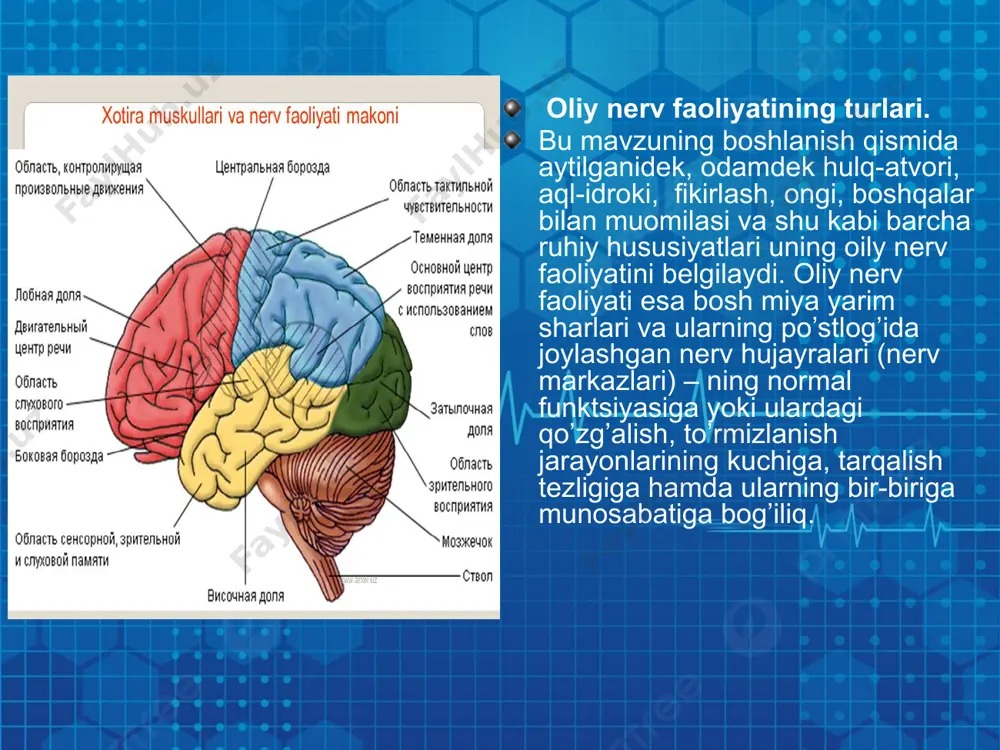 qaloqlikning birlamchi belgilari bo’lib, astenik sindromdeb ataladi va bu kasallik markaziy nerv sistemasi faoliyati buzilishining bir turi hisoblanadi. uyqu va uyqu gigiyenasi. uyqu organizm uchun zarur fiziologik jarayonlardan hisoblanadi. u nerv sistemasi va butun organizmning normal faoliyatini ta’minlaydi. i.p.pavlov ko’rsatishicha uyqu bosh miya yarim sharlar po’stlog’ining hamma yuzasida ichki tormozlanishning irradisiyalanishi natijasida hosil bo’lib, bu tormozlanish irratsiyasi bosh miyaning quyi bo’limlariga, oraliq va o’rta miyaga ham tarqaladi. uyqu vaqtida uzunchoq miya faoliyati to’xtab qolmaydi. odam o’rta hisobda bir sutkada 8 soat uxlaydi. uyqusiz 4-5 sutka yurishi mumkin. uzoq uyqusizlik nerv, ruhiy kasalliklarini keltirib chiqaradi. odam umrining 3:1 qismi uyquga ketadi. uyquning quyidagi turlari mavjud: tabiiy fiziologik uyqu, gipotik uyqu, narkotik uyqu. tabiiy fiziologik uyqu har kun tundagi normal uyqudir. odam organizmining tabiiy fiziologik uyquga ehtiyoji yoshga qarab turlicha bo’ladi. chaqaloqlarda 21-22 soat, 13-14 yoshda 9.5-10 soat, katta bolalarda 8 soat. tungi uyqu 3-5 stikldan iborat bo’lib, har qaysi shaklda sekin …