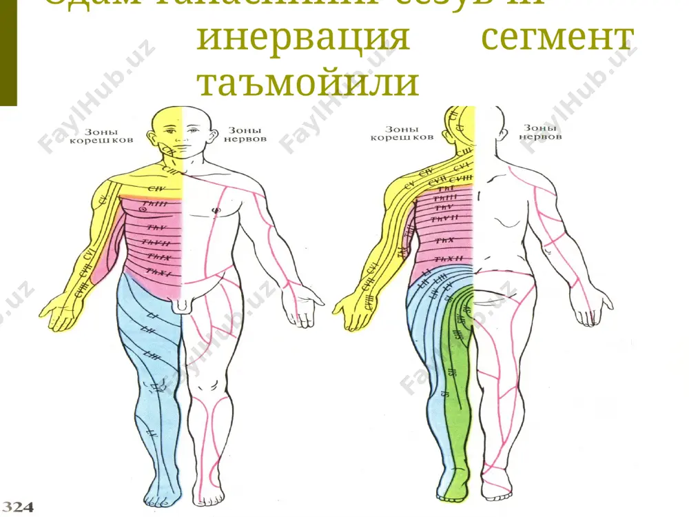 ib, tilda, halqumda, yumshoq tanglayda, mindalinalarda, halqumostida joylashgan. bu retseptorlar impuls xosil qilib afferent yo’l orqali miya ustunidagi yadroga-talamusning spedsifik yadroga va bosh miyaning tam bilish markaziga standart xotira bilan solishtiriladi-tam aniqlanadi.