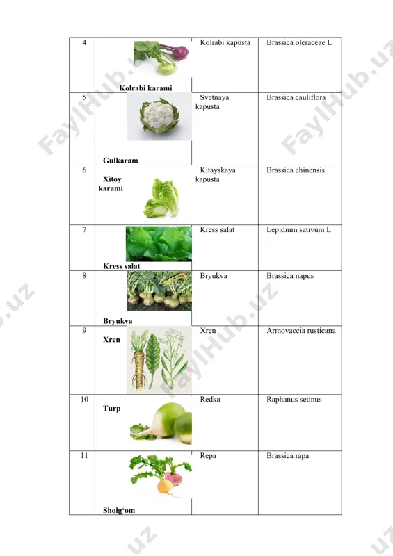 allium pistulosum 5 shnitt piyozi shnitt allium schocnoprosum 6 oltoy piyozi altayskiy allium altaicum 7 shalot piyozi shalot allium ascalonicum 8 sarimsoq piyoz chesnok allium sativum labguldoshlar oilasi gubasvetnie ....(lamiaceae) 1 rayhon bazilik ocimum basilicum 2 yalpiz myata perechnaya menthe piperita 3 mayoron mayoran oviganum niajarana 4 chaber chaber astoria hovtesis murakkabguldoshlar oilasi. astrovie (asteraceae) 1 barg salat salat listovoy lactucasativa 2 bosh salat kochanniy salat lactucasaliva capitata 3 romen salat romen zactucasaliva 4 artishok artishok cynarascolymus 5 estragon estragon atemisiab vacumculus 6 endiviy salat salat endiviy cichorium endivia gulxayridoshlar oilasi. malvovie (malvaceae) 1 bamiya bamiya hibiscus esculentus pechakdoshlar oilasi (convolvulaceae) 1 batat batat ipomea batatas sparjadoshlar oilasi sparjevie (asparaguacea) 1 sarsabil (sparja) sparja asparagus officinalis boshoqdoshlar oilasi myatlikovie (poaceae) 1 shirin makkajo‘xori saxarnaya kukuruza zea mays image7.jpeg image8.jpeg image9.jpeg image10.png image11.jpeg image12.jpeg image13.jpeg image14.gif image15.jpeg image16.jpeg image17.jpeg image18.jpeg image19.jpeg image20.jpeg image21.jpeg image22.jpeg image23.jpeg image24.jpeg image25.png image26.jpeg image27.jpeg image28.jpeg image29.jpeg …