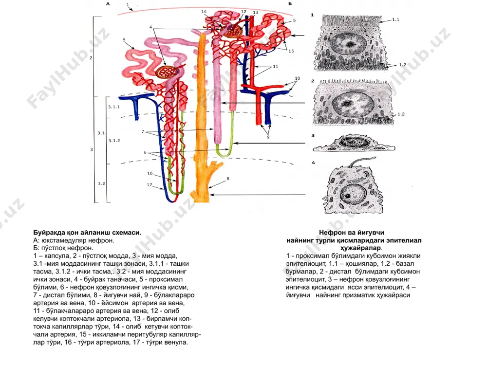 сийдик айирув системаси - Page 5