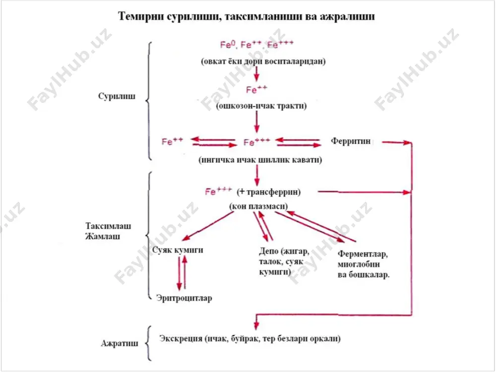 , амино к-та ва холестерин синтезида қатнашади. кўрсатмалар:хомиладорлик ва эмизиш дав- рида гипохром анемияни профилактикаси нохуш асоратлар: диспепсия, эпигастрал сохада оғриқ тотема глюконат шаклидаги темир, марганец, мис эритмаси ( 1 мл: 5 мг+133 мкг+70 мкг). даволаш даврида аста секин анемиянинг клиник белгилари камаяди (қувватсизлик, чарчоқ, бош айланиши,тахикардия). марга- нец ва мис оксидланиш ва қайтарилиш жа- раёнларида қатнашувчи ферментлар тарки- бига киради. кўрсатмалар:гипохром анемияни профи- лактикаси ва даволаш(хомиладорлик, эгизак лар, анемияси бор аёл туққан болалар) нохуш таъсири: диспепсия(кунгил айнаш, қайт қилиш,қабзият, қоринда оғриқ) феррогематоген альбумин,аскорбин к-та, пиридоксин,фолиев к-та,темир ва мис сульфат (2,375 г, 50 мг,2мг 100 мкг, 5 мг, 250 мкг).таркибий қисмлари те- мирни тезроқ ва тўла сўрилишига имкон бе- ради. кўрсатмалар: ўсиш даврида,сурункали гас- трит (гипоацид, анацид),эимизиш даврида, жисмоний, рухий зўриқиш, гипотрофия. нохуш таъсири: камдан кам аллергик реак- ция бўлиши мумкин image1.png