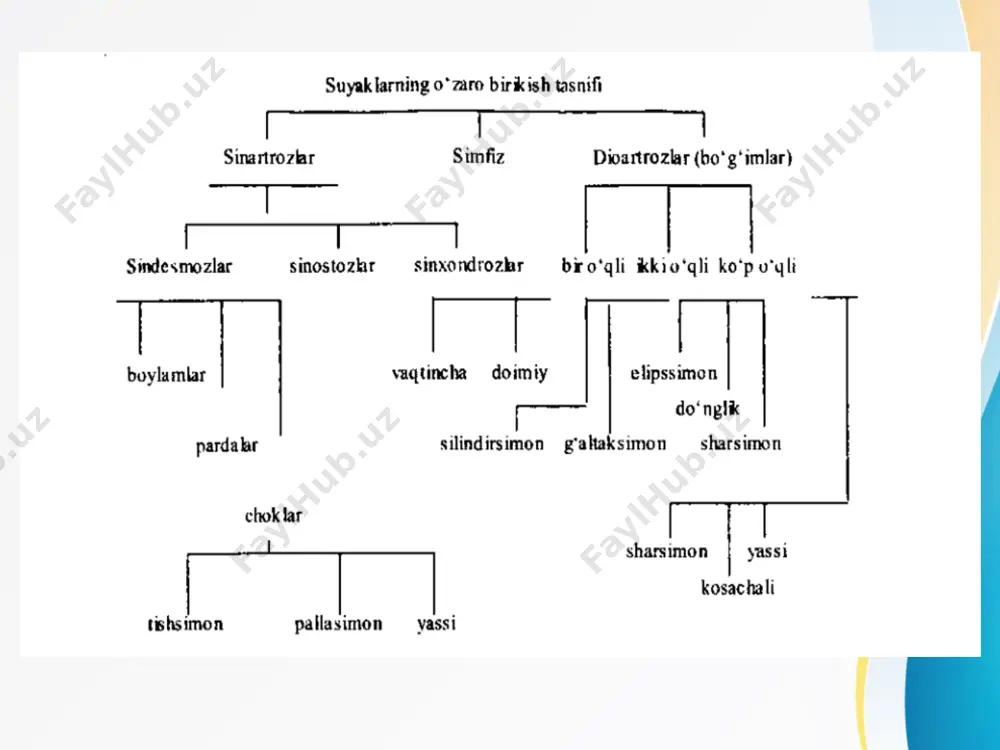 'simtaning orqa yuzasida joylashadi. 4) lig. cruciforme atlantis - xochsimon boylamni lig. transversum atlantis hamda bu boylamning yon tarafida ensa suyagigacha yo'nalgan tolalar va ko'ndalang boylamdan ikkinchi umurtqa tanasining orqa yuzasiga yo'nalgan tolalarni hosil qiladi; 5) lig. apicis dentis - ikkinchi umurtqa tishchasining uchidan ensa suyagi tomon tortilgan boylam; 6) lig. alaria - ikkinchi umurtqa tishchasining yon yuzasidan ensa suyagigacha tortilgan boylam. v bel umurqasi va dumg'aza suyagi orasida articulatio lumbasacralis bo'g'imi hosil bo'lib, chanoq suyagining qanotlaridan yo'nalgan lig.iliolumbale boylami vositasida mustahkamlanadi. dumg'aza va dum suyaklari orasidagi bo'g'im articulatio sacrococcygea deb ataladi. bu bo 'g 'im quyidagi boylamlar bilan mustahkamlangan bo'ladi: 1) lig. sacrococcygeum posterius superficialis (yuza orqa dum g'aza) - dum boylami; 2 ) lig. sacrococcygeum posterius profundum (chuqur orqa dum g'aza) - dum boylami; 3) lig. sacrococcygeum anterius (oldingi dumg'aza) - dum boylami; 4) lig. sacrococcygeum laterale (yon dumg'aza) - dum boylami tog'ay vositasida birlashish - synchondrosis thoracis …