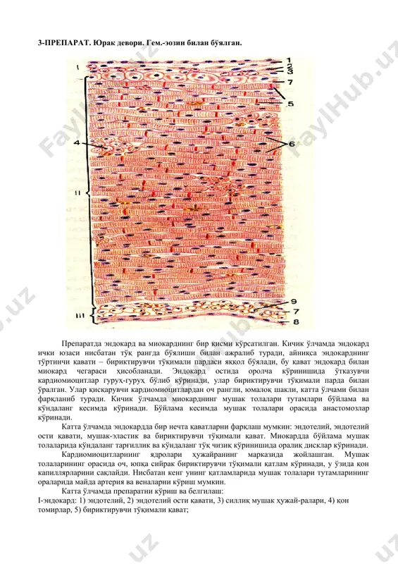 препаратларни ўрганиш - Page 3