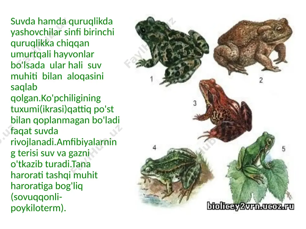 sistemasi baliqlarnikiga oʻxshash. baqaning yuragi uch kameralidir,ya'ni bir biridan toʻsiq parda bilan roʻyirost ajralgan ikkita yurak boʻlmasi va bitta yurak qorinchasidan iborat,lekin bundan tashqari,yurakda oʻng yurak boʻlmasiga ochiladigan vena sinusi bilan yurak qorinchasi ochiladigan arterial konusi bor. amfibiyalarning ayirish sistemasi. amfibiyalarning itbaliqlarida birlamchi bosh buyrak( pronefros)taraqqiy etadi. amfibiyalarning buyragi baliqlarning buyragidan farqli oʻlaroq,yalpoqlashgan tana shaklida boʻlib,dumgʻaza umurtqasi atrofida umurtqa pogʻonasining ikki yonida joylashadi .har bir buyrakdan siydik yoʻllari (volf nayi) chiqib,klokaga ochiladi.klokaning tagidan chiqqan teshik siydik pufagiga(vesica urinaria)ochiladi. suvda hamda quruqlikda yashovchilarning koʻpayishi jinsiy bezlari juft.jinsiy va siydik yoʻllarining oʻzaro munosabati togʻayli baliqlarnikiga oʻxshash.donador tuxumdonlari(ovarium)tutqichga ochilgan va bahorda butun tana boʻshligʻini toʻldiradi.tuxumdonning yonida koʻp boʻlmali yogʻ tanasi joylashgan.ingichka va uzun tuxum yoʻllari(oviducti)myuller naylaridan iborat.har bir tuxum yoʻlining ustki qismi kengayib,tana boʻshligʻiga ochiladi. e'tiboringiz uchun rahmat image1.jpeg image2.jpeg image3.jpeg image4.png image5.jpeg image6.jpeg image7.jpeg image8.png image9.jpeg image10.jpeg image11.jpeg image12.png image13.jpeg image14.jpeg