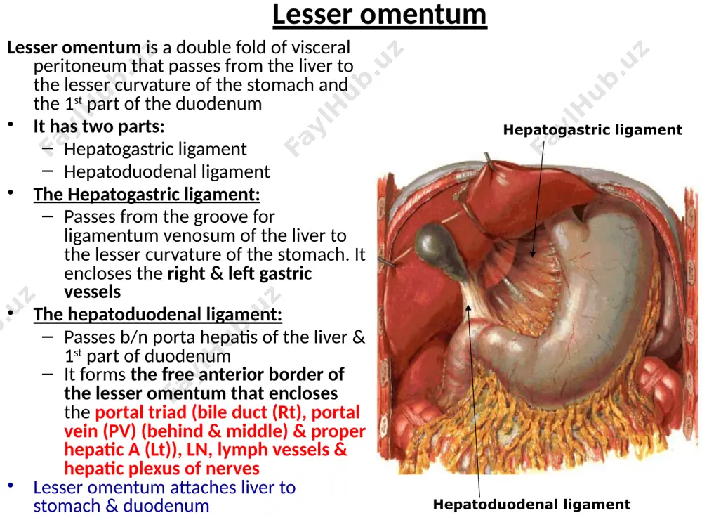 c pancreas, jejunum, artery nerve (t10-11) ileum, cecum, appendix, (up to junction of + vagus ascending colon, rt. 2/3 rt. 2/3 & lt. 1/3 of of transverse colon transverse colon) hindgut left 1/3 of transverse inferior lumbar colon, descending mesenteric splanchnic and sigmoid artery nerves (l1-2) colons, rectum, (up to upper ½ of and upper1/2 of anal canal anal canal) pelvic splanchnic nerve (s2-4) biliary apparatus includes: the hepatic ducts, gallbladder, cystic duct and bile duct autonomic innervation of the abdomen l1- l2 parasympathetic innervation of the abdomen anterior & posterior vegal trunks (10th cranial nerve) for derivatives of the foregut and midgut pelvic splanchnic nerve (s2-s4) for derivatives of the hindgut and for viscera of the pelvic cavity thank you !!! image1.png image2.emf image3.emf image4.emf image5.jpeg image6.png image7.emf image8.emf image9.emf image10.jpeg image11.jpeg image17.emf image12.png image13.emf image14.emf image15.emf image16.emf image15.png image18.emf image19.jpeg image20.png image21.emf image23.emf image29.emf image30.emf image31.emf image32.emf image22.png …