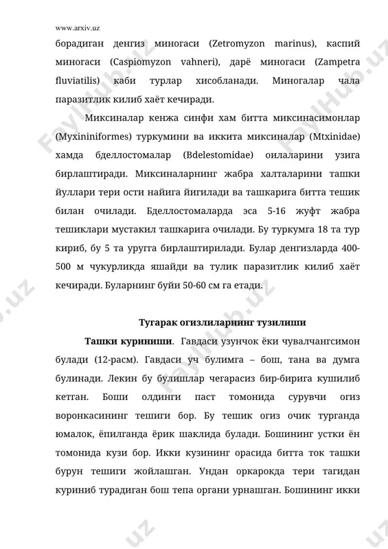 гай, 18-кўз ости ёйи. ук скелети умрбод сакланадиган хордадан ташкил топган. хордани ва устида жойлашган орка мияни ташки томонидан бириктирувчи тукимали парда ураб туради. орка мия каналининг деворларида хорданинг четлари буйлаб ётган майда тогайларнинг жуфт катори булиб, бу тогайлар устки ёйлар деб аталади ва умурткалар муртаги хисобланади. бош скелети жудда содда, лекин узига хос тузилган, хамда уч кисмга: 1) мия кутиси, 2) огиз олди воронкаси скелети ва 3) висцерал аппарат скелетларидан иборат. тугарак огизлиларнинг мия кутиси скелети бошка умурткалиларнинг мия кутиси скелетиини дастлабки эмбрионал тараккиёт даврига тугри келади. мия кутиси скелети бош мияни остидан ва ён томонидан ураб туради. мия кутиси капсуласининг тагида асосий пластинка бор. мия кутисининг олдинги томонига хидлов капсуласи, кейинги ён деворларига эса жуфт эшитиш капсуласи тогайлари тегиб туради. мия кутисининг энга кисми ривожланмаган, устки томони эса бириктирувчи тукимали парда билан копланган. огиз олди воронкаси скелети факат тугарак огизлилар учун характерли булади. у воронка деворининг устки ва …