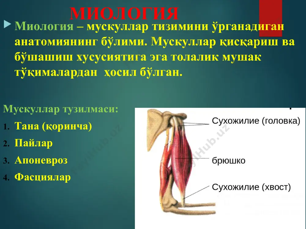 пластик анатомия - Page 3