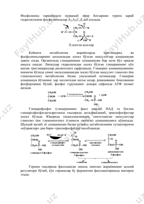 ислоталар комплексини ҳосил қилиб, ичак деворларида сўрилади. шу вақтнинг ўзида улар эпителий ҳужайраларида диссоциацияланиб, вена орқали жигарга боради ва ўт суюқлиги билан бирга яна 12 бармоқли ичакка тушади. ёғ кислоталар моноглицеридлар триглицеридларга айланиб лимфа тизимига ўтади. ичак эпителей ҳужайраларида синтезланган триглицеридлар ѐғ деполларига ўтиб, сўнг организм эҳтиѐжига қараб сарфланади. фосфолипидлар гидролизланганда глицерин узун занжирли ѐғ кислоталари, азот асослари ва фосфор кислоталари ҳосил бўлади. мазкур жараѐнни катализловчи турли хил специфик фосфолипазалар мавжуд. ho oh ch3 oh ch3 ch ch3 ch2 ch2 cooh хол кислота ho ch3 ch3 ch ch3 ch2 ch2 cooh дезоксихол кислота фосфолипид таркибидаги мураккаб эфир боғларини турига қараб гидролизловчи фосфолипизалар а1,а2,с,д деб аталади. х-азотли асослар кейинги метаболитик жараѐнларда триглицерид ва фосфолипидларнинг катализидан ҳосил бўлган маҳсулотлар алмашинуви давом этади. организмда глицериннинг алмашинуви бир неча йўл орқали амалга ошади. липидлар гидролизидан ҳосил бўлган глицериннинг кўп қисми триглицеридлар ресинтезига сарфланади. глицерин алмашинувининг иккинчи йўлида унинг оксидланишидан ҳосил бўлган маҳсулот гликолиз ѐки …