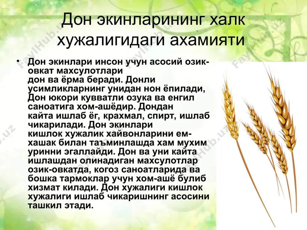 нерал тузлар, фосфор, темир ва органик кислоталар, лимон, шовул, олма ва бошка кислоталар куп булади, таркибидаги оксил ва крахмал тез хазм булади. дон экинларининг озик овкатлик, озикубоплик ахамиятини ифодалайдиган энг кимматли кисми оксилдир. дон таркибидаги оксилларнинг эриш хусусиятига караб 4 гурппага булинади: сувда эрийдиган - албумин, тузлар эритмасида эрийдиган - глобулин, ишкорда эрийдиган - глютенин ва спиртда эрийдиган - глиадин. оксилларнинг хаммаси хам бир хил кийматга эмас. озик овкатга ишлатиладиган дон таркибида клейковинадан таркиб топган глиадин ва глютенин купрок ахамиятга эга. ноннинг сифати, хажми, говаклиги ана шу оксилларнинг микдори ва нисбатига боглик. глиадин ва глютениннинг нисбати 1:1 булиши энг яхши хисобланади. бугдой оксилининг асосий кисмини ташкил этган аминокислоталарнинг 8 таси (хаммаси 20 дан ортик) лизин, триптофон, метионин , валин, лейцин, изолейцин, треонин, фенилопанин озик овкат учун энг зарурийларидан хисобланиб, улар инсон организмида синтезланмайди. шунинг учун улар организмга овкат билан кириши зарур. экин майдони буйича дон экинлари ер юзида биринчи уринни …