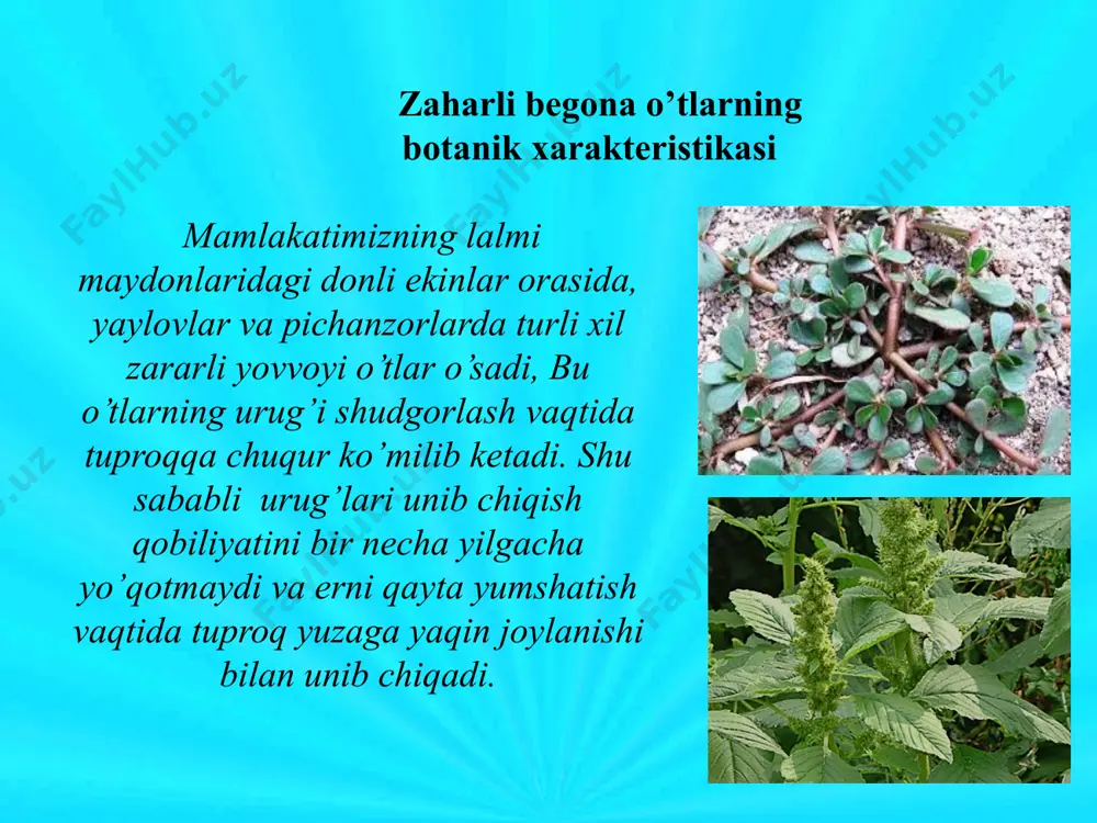 di. urug’i tuxum shaklida, yon tomonlari siqilgan, to’q jigarrang bo’ladi. eshakmiya (sophora pachycarpa c.a.m) eshakmiya birinchi yili poyasi 10 santimetrgacha o’sib, 5-10 barg yozadi, ildizining uzunligi esa bir metrga etadi. etilgan eshakmiya tik o’sgan, shoxlab ketgan va tuk bilan qoplangan bo’lib, bo’yi 40-60 santimetr keladi. barglari toq patsimon; 13 juftgacha, uzunchoq va uchi to’mtoq bo’ladi. achchiqmiya (sophora alopecuroidea l) achchiqmiya sug’oriladigan ekin maydonlarida va tekis erlardagi yaylovlarda uchraydi. achchiqmiyaning eshakmiyadan farqi shuki, uning urug’i och jigarrang bo’lib, eshakmiya urug’idan ikki hissa kichik va ikki yarim hissa engil bo’ladi zaharli o’tlarga qarshi kurash choralari zaharli o’tlarga qarshi kurashish choralarini ko’rish mas`uliyati dehqon, fermer xo’jaliklari rahbarlariga, tuman va viloyat qishloq va suv xo’jaligi boshqarma boshliqlari, o’simliklarni ximoya qilish xizmati xodimlariga, o’simliklar karantin inspekciyasi shuningdek sanitar epedemiologik xizmati xodimlariga yuklangan. asosiy adabiyotlar: o’simliklar karantining umumiy asoslari fanidan amaliy mashg’ulotlar. us.ko’rsatma. toshdau, 2011. -48 b sheraliev a., ulmasbaeva r. -qishloq xo’jalik o’simliklari ekinlari karantini. …