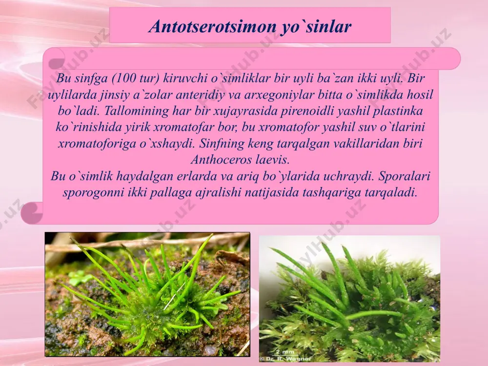 yo`sintoifalar bo`limi bryophyta - Page 5