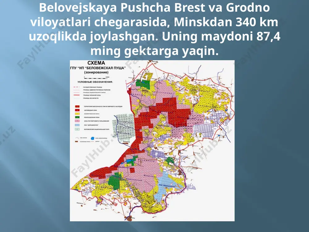 ri kiradi. yirik tuyoqlilar - yovvoyi cho'chqa, qizil bug'u, elik va elka - o'yin turlari bo'lib, ularning soni optimallashtirilgan. belovejskaya pushcha va uning atrofida 227 turdagi qushlar qayd etilgan, ulardan 40 tasi belarus respublikasi qizil kitobiga kiritilgan. gerpetofunada amfibiyalarning 11 turi va sudralib yuruvchilarning 7 turi mavjud. suv omborlarida baliqlarning 24 turi mavjud. eng ko'plari pike, roach, tench, ruff va perch. belovejskaya pushcha umurtqasiz hayvonlarning eng boy faunasiga ega. faqat hasharotlarning 8500 ga yaqin turi mavjud. har yili bu erga turli mamlakatlardan sayyohlar kelishadi milliy bog‘da ekologik turizmni rivojlantirish uchun katta imkoniyatlar mavjud. tabiat muzeyi mavjud bo'lib, unda o'rmonda yashovchi hayvonlar va o'simliklarning ko'pchiligi eksponatlari, shuningdek, ularning tabiiy yashash joylarida turli xil hayvonlar turlari aks ettirilgan ochiq to'siqlar mavjud. turli toifadagi sayyohlar uchun piyoda sayr qilish, ot minish, avtomobilda bir va ko'p kunlik sayyohlik yo'nalishlari taklif etiladi. 212 oʻrinli uchta mehmonxona, 16 oʻrinli soʻlim maskanlarda ikkita shinam mehmon uyi, sauna, …
