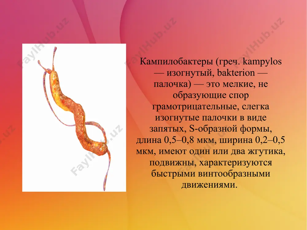 , ostayutsya v predelax fiziologicheskix kolebaniy. xronicheskie formi kampilobakterioza xarakterni dlya lyudey s immunosupressiey, v chastnosti u nedonoshennix, patsientov s vich-infektsiey, xronicheskim alkogolizmom. tak, u vich-infitsirovannix lits v terminalnoy stadii chastota kishechnogo kampilobakterioza i ego generalizovannix form v 40100 raz vishe, chem v populyatsii. oslojneniya kampilobakterioza mojno razdelit na dve gruppi: rannie i pozdnie. naibolee chastimi rannimi oslojneniyami yavlyayutsya: mestnie reaktivnie izmeneniya organov jeludochnokishechnogo trakta — pankreatit i parenximatozniy bezjeltushniy gepatit. k redkim oslojneniyam, poyavlyayushimsya v period razgara kampilobakterioza, otnosyatsya massivnoe kishechnoe krovotechenie, ostriy appenditsit s perforatsiey i razvitiem gnoynogo peritonita, ostriy xoletsistit, mezadenit. vnekishechnie oslojneniya rannego perioda vklyuchayut vtorichnuyu bakteriemiyu i gemolitiko-uremicheskiy sindrom. pozdnie oslojneniya kampilobakterioza razvivayutsya v period rekonvalestsentsii na 2–8-y nedele ot nachala zabolevaniya: polineyropatii (sindrom giyena-barre i sindrom millera-fishera) i razlichnie revmaticheskie sostoyaniya, takie kak aseptichekie artriti, karditi, nefriti, uzlovataya eritema, vozmojno razvitie sindroma reytera. oslojneniya laboratornaya diagnostika laboratornaya diagnostika kampilobakterioza provoditsya s ispolzovaniem mikrobiologicheskix metodov, …