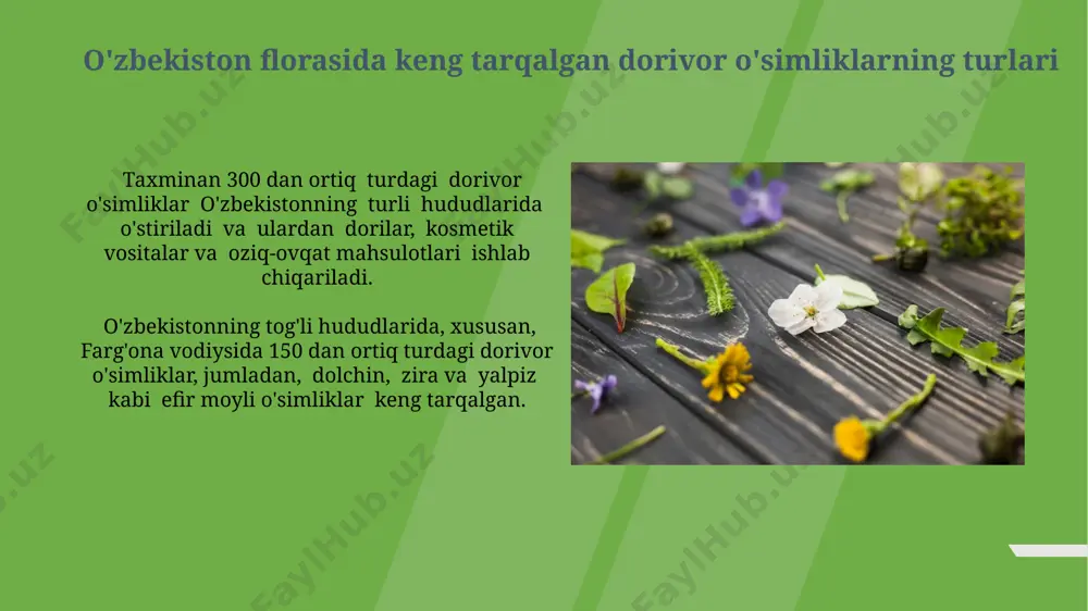 ng foydalari choy daraxti (camellia sinensis) o‘zbekistonning tog‘li hududlarida, masalan, farg‘ona vodiysidagi 1500 metr balandlikdagi plantatsiyalarda ham yetishtiriladi va yuqori sifatli choy hosil qiladi. o‘zbekistonda choy daraxtidan tayyorlangan mahsulotlar, 50 dan ortiq turdagi choylar, xalq tabobatida asab tizimi kasalliklari va ovqat hazm qilish muammolarini davolashda qo‘llaniladi. olma va uning foydalari olma, uzbekistonning 50 dan ortiq viloyatlarida yetishtiriladigan meva bo'lib, tarkibida 15 mg dan ortiq c vitamini mavjud. toshkent shahridagi bozorlarda sotiladigan olma navlarining aksariyati, antioksidant xususiyatlarga ega bo'lib, 20 dan ortiq turli xil fenolik birikmalarni o'z ichiga oladi. behi va uning shifobaxsh xususiyatlari behi mevalarining tarkibida 15 ga yaqin turli xil vitaminlar va minerallar, jumladan, a, c va k vitaminlari mavjud bo'lib, ular immunitetni mustahkamlashga yordam beradi va o'zbekistonning qurg'oqchil hududlarida keng tarqalgan. behi sharbati, an'anaviy tibbiyotda 2000 yildan ortiq vaqt davomida, nafas yo'llari kasalliklarini davolashda, ayniqsa, samarqand va buxoro viloyatlarida muvaffaqiyatli qo'llanilgan. yong'oq va uning tibbiy qo'llanilishi o'zbekistonning tog'li …