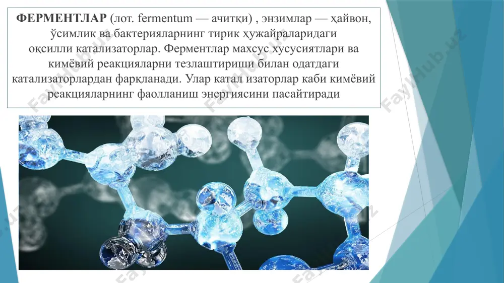 атализлашга кетган ферментлар миқцори қабул қилинган. ферментларнинг таъсир этиши бир қатор омилларга, хусусан, температура ва муҳит рн га (рн — водород кўрсаткич) боғлиқ. ферментларнинг таъсир этиш оптимум траси 38—60°, т-ра бундан юқори бўлса, ферментлар одатда, денатурланиб ўз фаоллигини йўқотади. пекин баъзи ферментлар (мас, рибонуклеаза, миокиназа) 100° иссиқликка ҳам чидайди. одам ва иссиқ қонли қайвонлар ферменти 37—38°да, яъни тана ҳароратида таъсир кўрсатади. ферментлар фаоллигининг трага боғлиқлигидан тиббиёт амалиётида, жумладан, жарроҳликда фойдаланилади. кўпчилик ферментлар нейтрал реакцияда (рн — 7,0 да) фаол бўлиб, кислотали ва ишқорли муҳитда улар ўз фаоллигини йўқотади. кислотали муҳитда фаол бўлган пепсин ва баъзи тўқима протеолитик ферментлар (мас, катепсин d) ҳамда ишқорли муҳитда (рн — 8,0 да) фаол бўлган трипсин булардан мустасно. эътиборингиз учун раҳмат! image1.jpeg image2.jpeg image3.jpeg image4.jpeg image5.jpeg image6.jpeg image7.jpeg