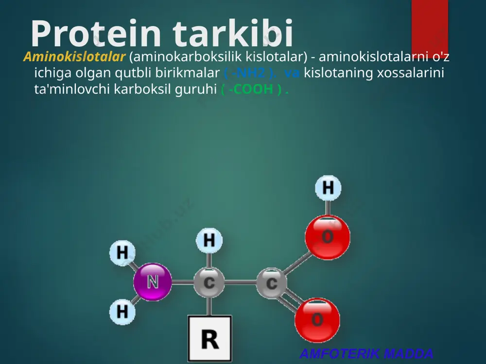 i - polipeptid zanjirining konformatsiyasi , ya'ni. nh va co guruhlari orasidagi vodorod aloqalari tufayli kosmosda zanjirni burish usuli . proteinning uchinchi darajali tuzilishi - asosan -ss- disulfid ko'priklari, vodorod aloqalari, hidrofobik va ionli o'zaro ta'sirlar natijasida hosil bo'lgan kosmosdagi buralgan spiral shakli . to'rtlamchi oqsil tuzilishi - bir nechta oqsil makromolekulalari agregatlari (oqsil komplekslari) turli polipeptid zanjirlarining o'zaro ta'siri natijasida hosil bo'ladi globulalar ion, gidrofil-gidrofobik va elektrostatik o'zaro ta'sirlar orqali bir-biriga bog'langan. xususiyatlar va funksiyalar oqsillar proteinlarning xossalari eruvchanlik denaturatsiya renaturatsiya qaytariladigan qaytarilmas protein turlari. oddiy (oqsillar) kompleks albuminlar globulinlar gistonlar fibrillar xromoproteinlar glikoproteinlar lipoproteinlar metalloproteinlar fosfoproteinlar sincaplar sharsimon fibrillar funksiyalar oqsillar qurilish proteinlar barchaning shakllanishida ishtirok etadi hujayra membranalari va organellalar. qurilish funktsiyasi proteinli ovqat aminokislotalar ichida ingichka ichak aminokislotalar hujayralarda qurilish uchun oqsillardan foydalanish hujayra ichidagi tuzilmalar va tashqi hujayra plazma membranasi o'z sintezi (aniq) oqsillar katalitik har bir hujayrada yuzlab fermentlar mavjud. ular biokimyoviy ishlarni bajarishga …