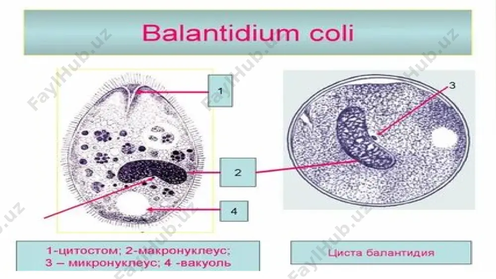 balantidiaz. etiologiya patogenez klinika va davolash - Page 5
