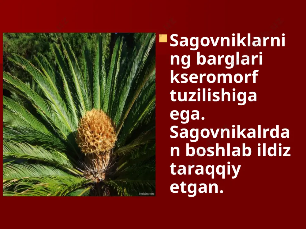ochiq urug`lilar bo`limi - Page 3