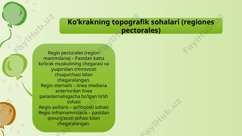 skul (musculus serratus anterior) yuqorigi tutamlari ko’krak muskuli ostida , passtki tutamlari esa erkin bo’lib, ko’krak fassiyasi bn qoplangan. boshlanadi: 8-9 ta yuqorigi qovurg’alardna alohida tishlar orqali birikadi: kurak suyagining medial qirrasi va pastki uchi funksiyasi: kurak suyagini umurtqa pog’onasidan lateral tomonga tortadi va pastki uchini tashqi tomonga buradi(rotation), nafas aktida qatnashadi. ko’krakning chuqur muskullari mm.intercostales externi mm.subcostales mm.transversus thoracis mm.intercostales interni mm.levatores costarum mm.intercostales intimi m.intercostales externi boshlanadi: qovurg’a pastki qirrasi sulcus costae dan tashqariroqdan yo’nalishi: yuqoridan pastga va oldinga birikadi: pastki qovurg’aning yuqorigi qirrasi istisno: qovurg’aning tog’ay qismida membrane intercostalis externa bilan almashinadi. funksiyasi: nafas olish aktida qatnashadi. musculi intercostales interni boshlanadi: qovurg’a yuqorigi qirrasidan yo’naladi: pastdan yuqoriga va biroz oldinga birikadi: yuqorigi qovurg’a pastki qirrasining sulcus costae dan ichkari qismiga istisno: spatial intecostales ning orqa qismida (angulus costae dan orqada) membrane intercostalis interna bilan almashinadi. funksiyasi: nafas chiqarish aktida qatnashadi. boshlanishi va birikishi ichki qovurg’alararo muskullar bilan …