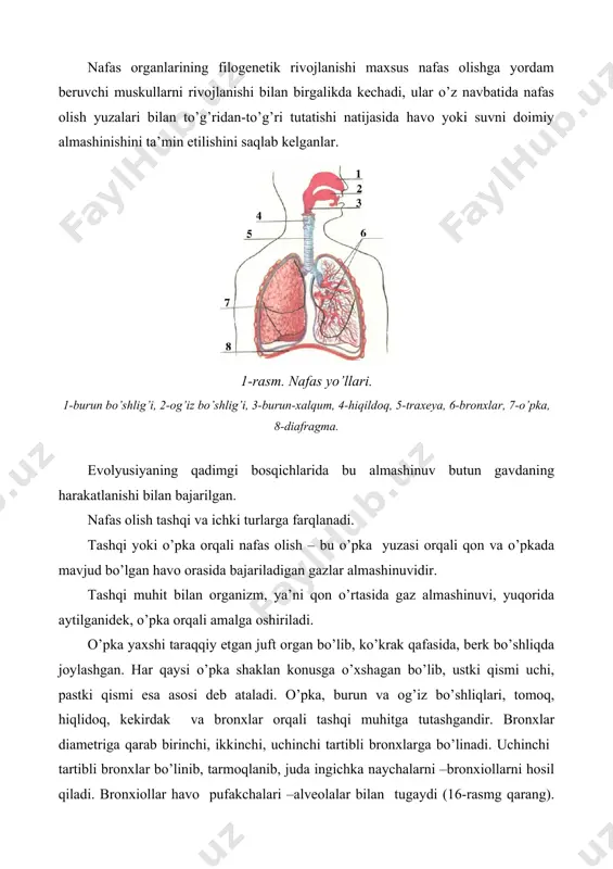 sini alveolalar tashkil qiladi. ularning devori bir qavat hujayralardan tashkil topgan bo’lib, u yerda bir talay kapillyar qon tomirlari chirmashib, to’r hosil qilgan. bu kapillyarlarning devori ham bir qavat endoteliy hujayralardan tashkil topgan. shunday qilib, kapillyarlarda oqayotgan qon bilan alveola ichidagi havo o’rtasida gaz almashinuvining amalga oshishi uchun juda yaxshi sharoit vujudga keladi. chunki alveolalardagi havo bilan kapillyarlardagi qon bu yerda bor-yo’g’i qalinligi 0,004mm keladigan hujayra qatlami bilan bir-biridan ajralgandir. alveolalarning soni juda ko’p bo’lib, umumiy yuzasi haddan tashqari keng. masalan, qo’ylar alveolalarining umumiy yuzasi gavdasining yuzasidan bir necha on baravar katta bo’lib, 50-80metr kvadratga teng keladi. o’pkada gaz almashinuvining nihoyatda keng yuza bo’ylab sodir bo’lishi ana shu misoldan ko’rinib turibdi. o’pka orqali gaz almashinib turishi uchun unga to’xtovsiz ravishda havo kirishi va undan tashqariga to’xtovsiz havo chiqib turishi kerak. buning uchun esa u doimo to’xtovsiz ravishda kengayib va torayib turishi zarur. o’pkaning o’zida uning kengayib torayib turishini ta’minlay oladigan …