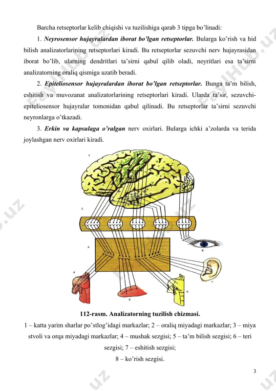 arining o’zaro ta’sirini ta’minlaydi va yaxlit obrazlarni hosil qilishda ishtirok etadi. ko’rish analizatori. ko’zning tuzilishi. ko’rish analizatori – ko’z soqqasi (retseptor) ko’rish nervi va oraliq miyadagi po’stloq osti va po’stloqning ensa qismida joylashgan po’stloq markazlaridan iborat. ko’rish analizatorlarining boshqa analizatorlardan farqi shundaki, u faqat buyumlarni bilibgina qolmay, balki ularning rangi, shakli, o’lchamlari, fazoda joylashgan o’rni hamda uning harakatlarini aniqlashga imkon beradi. odam tashqi muhitdan oladigan axborotlarning 95 % dan ortig’ini ko’z orqali qabul qiladi. ko’zning tuzilishi. ko’z ko’rish analizatorining periferik qismini tashkil etadi (113-rasm). ko’z deyarli shar shaklida bo’lgani uchun ko’z olmasi deyiladi. ko’z olmasi kalla skeletining 1 juft ko’z chuqurchasida – ko’z kosasida joylashgan. ko’z chuqurchasining tubida teshik bo’lib, u orqali ko’z olmasiga nervlar va tomirlar kiradi. 113-rasm. ko’zning tashqi ko’rinishi. 1 – kipriklar; 2 – qovoqlar; 3 – muguz parda; 4 – qorachiq; 5 – oqsil parda; 6 - rangdor parda. ko’z olmasi ko’zni himoya qiluvchi, harakatlantiruvchi va …