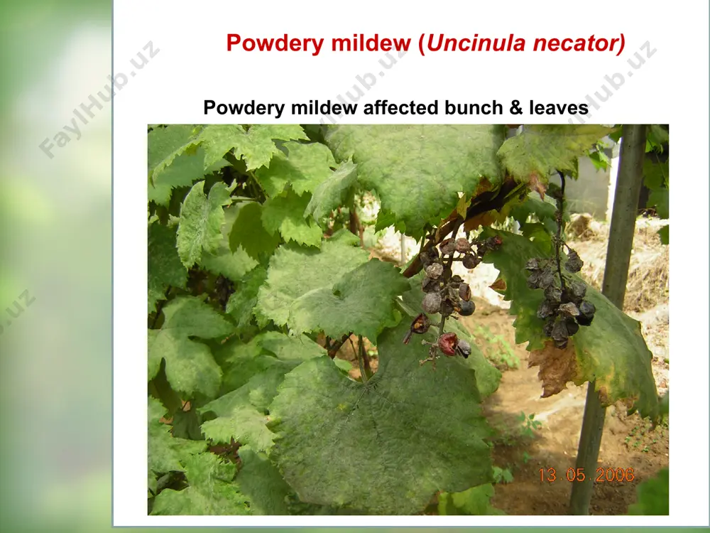 fungal diseases - Page 4