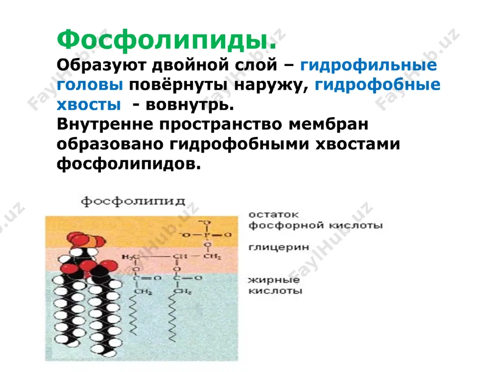алади. шу билан бирга улар ҳар хил йўналишда браун ҳаракати кўринишида ҳам ҳаракатланиши мумкин. диффузияда ҳар бир молекула типи ўзининг концентрация градиенти бўйича ҳаракатланади. масалан, ўпкада кислород қонга диффузияланади, шу билан бир вақтда углерод (ii)-оксиди қондан альвеолаларга диффузияланади. ёғда эрувчи моддалар мембраналарнинг липид матрискида эриб, ундан осонлик билан ўтади. сув ва сувда эрувчи диаметри кичик ионлар мембранадан ҳар икки томонга ўта олади. ҳужайрага о2 диффузияси юқорида ифодаланган концентрация градиенти асосида бориб, ҳужайранинг кислородга эҳтиёжи, яъни оксидланиш реакциялари қийматига боғлиқ ҳолда амалга ошади ва бунда со2 кўпайиши кузатилса, авторегулятив процесслар ишга тушиб, кислородга нисбатан градиент пасайтирилади. биологик мембраналар орқали электр зарядига эга бўлмаган, нейтрал моддаларнинг ўтиш жараёни диффузия ҳисобланади. бу жараён дастлаб фик томонидан ўрганиб чиқилган ва миқдорий жиҳатдан қуйидагича ифодаланади: j = - ddc/dx бу ерда: j - модданинг биомембрана орқали оқими; d – диффузия коэффицентини ифодалайди. яъни мембрана орқали моддаларнинг диффузияланиш оқими модданинг концентрация фарқи бўйича ҳаракатланувчи кучига тўғри …